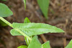 Pineoak jewelflower